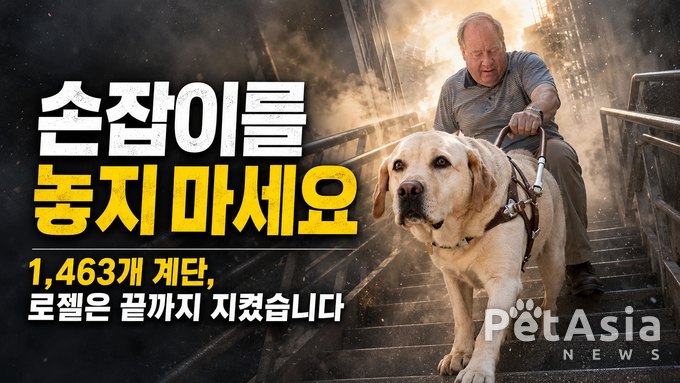 안내견 로젤의 이야기를 단순히 ‘충성스러운 개가 사람을 구한 영웅담’으로만 기억해도 될까?