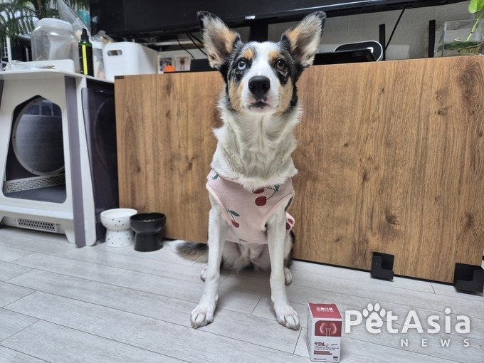강아지 혈뇨와 신부전, 왜 반복될까? 강사모 최경선 박사가 말하는 관리의 핵심