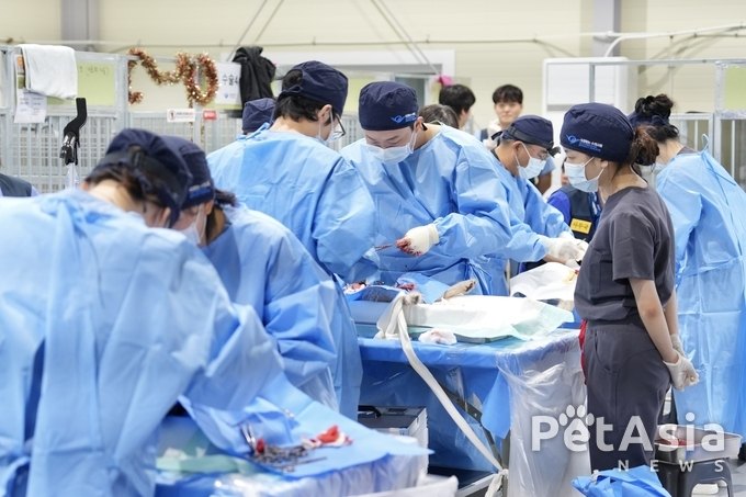 국경없는수의사회, 폭우속에서도 빛난 따뜻한 손길! 유기견의 내일을 열다