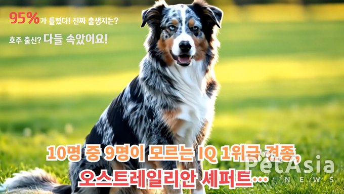 “이름은 호주, 출신은 미국”… 오스트레일리안 셰퍼트, 반려견 그 이상의 가치를 가진 견종