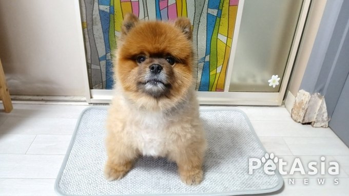 반려견 관절 보호를 위한 ‘러디브 러그 매트’ 강사모 최경선 박사 추천