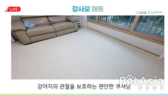 인천 반려견 보호자들의 선택, 프리미엄 강사모 매트 인기 급상승