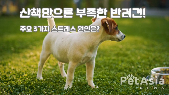 반려견 스트레스, 산책만으로는 부족해… 주요 원인 3가지 분석?