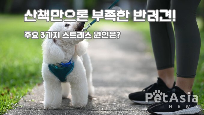 반려견 스트레스, 산책만으로는 부족해… 주요 원인 3가지 분석?