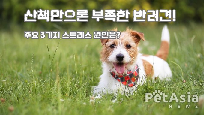 반려견 스트레스, 산책만으로는 부족해… 주요 원인 3가지 분석?
