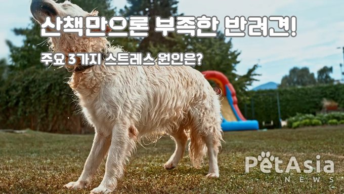 반려견 스트레스, 산책만으로는 부족해… 주요 원인 3가지 분석?