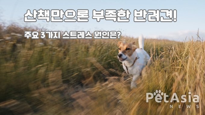 반려견 스트레스, 산책만으로는 부족해… 주요 원인 3가지 분석?