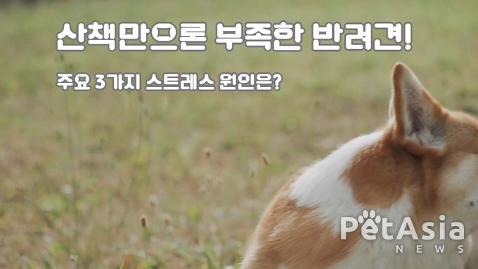 반려견 스트레스, 산책만으로는 부족해… 주요 원인 3가지 분석?