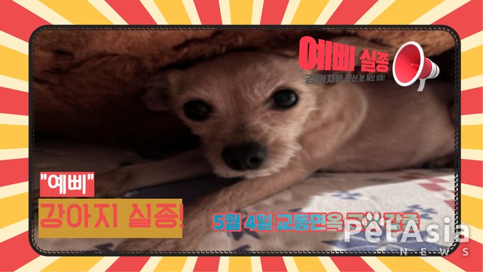긴급! 대전에서 실종된 9살 반려견 '예삐'를 찾습니다! 보호자가 여러분의 도움을 간절히 호소!