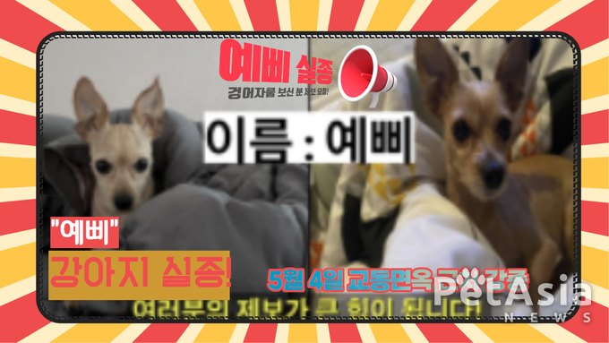 긴급! 대전에서 실종된 9살 반려견 '예삐'를 찾습니다! 보호자가 여러분의 도움을 간절히 호소!