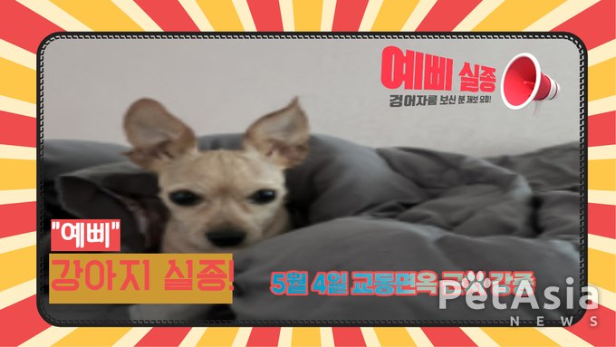 긴급! 대전에서 실종된 9살 반려견 '예삐'를 찾습니다! 보호자가 여러분의 도움을 간절히 호소!