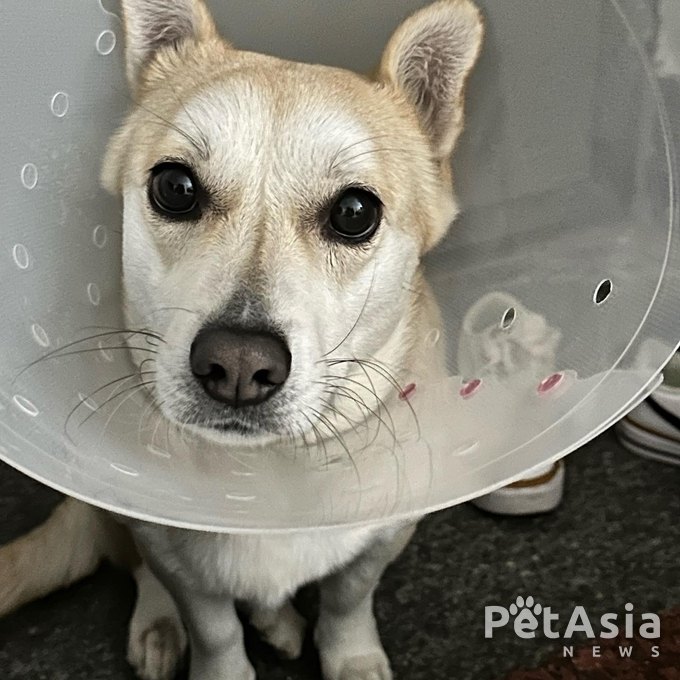 실종된 믹스견 앵두, 지난 4월 25일 경기도 화성시 마도면에서 사라져