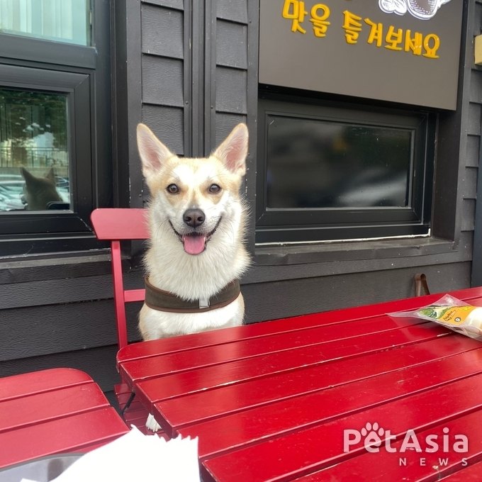 실종된 믹스견 앵두, 지난 4월 25일 경기도 화성시 마도면에서 사라져